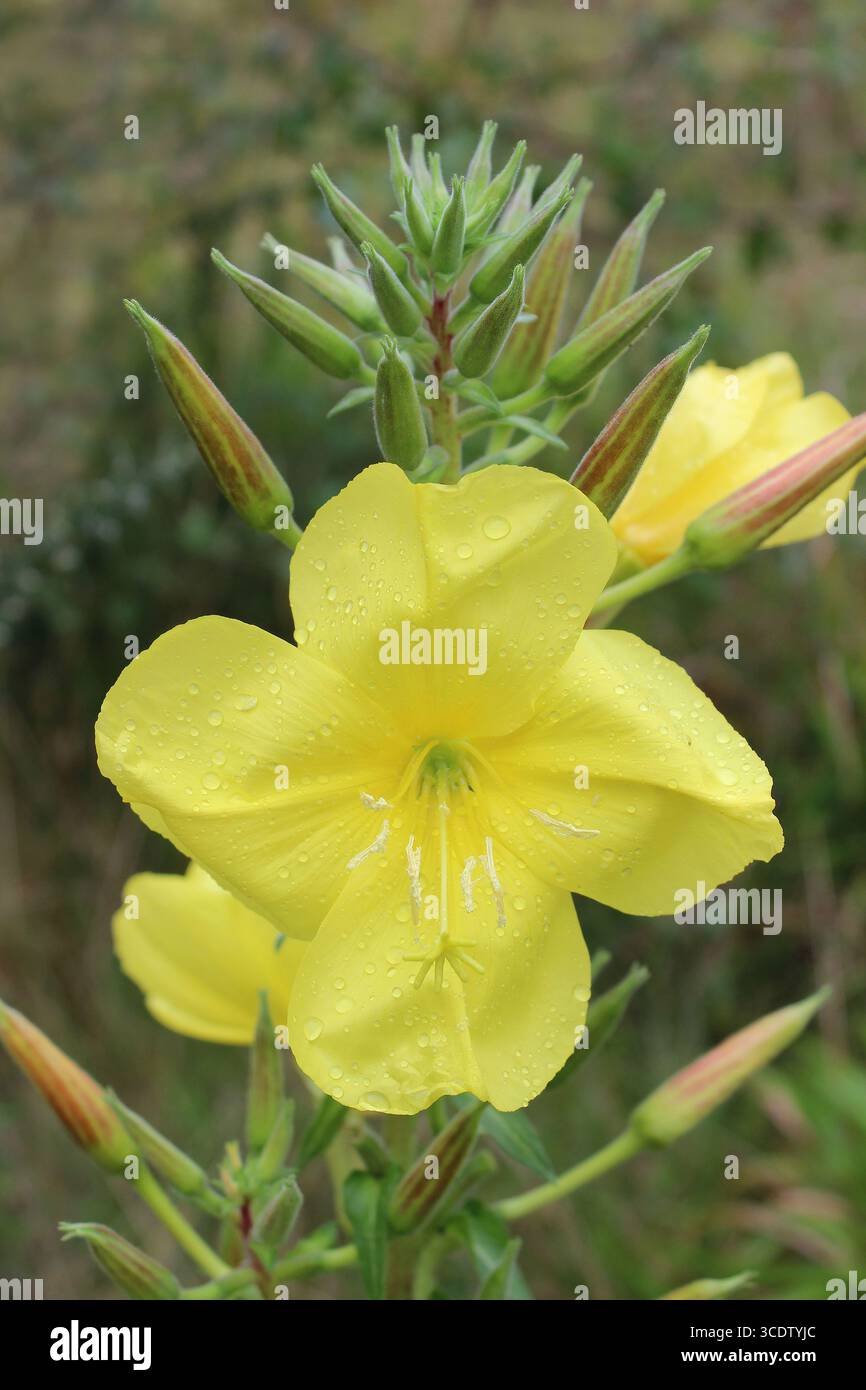 Onagre à grandes fleurs - Oenothera glazioviana Banque D'Images