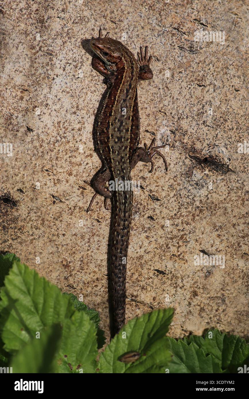Lézard vivipare ou lézard commun (Zootoca vivipara, anciennement Lacerta vivipara) à Smardale Gill NNR, Cumbria, Royaume-Uni Banque D'Images