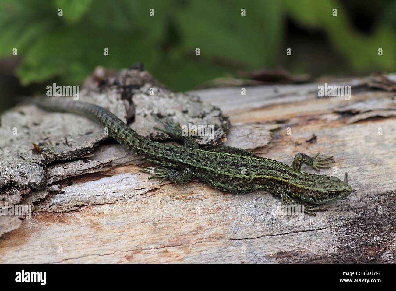 Lézard vivipare ou lézard commun (Zootoca vivipara, anciennement Lacerta vivipara) à Smardale Gill NNR, Cumbria, Royaume-Uni Banque D'Images