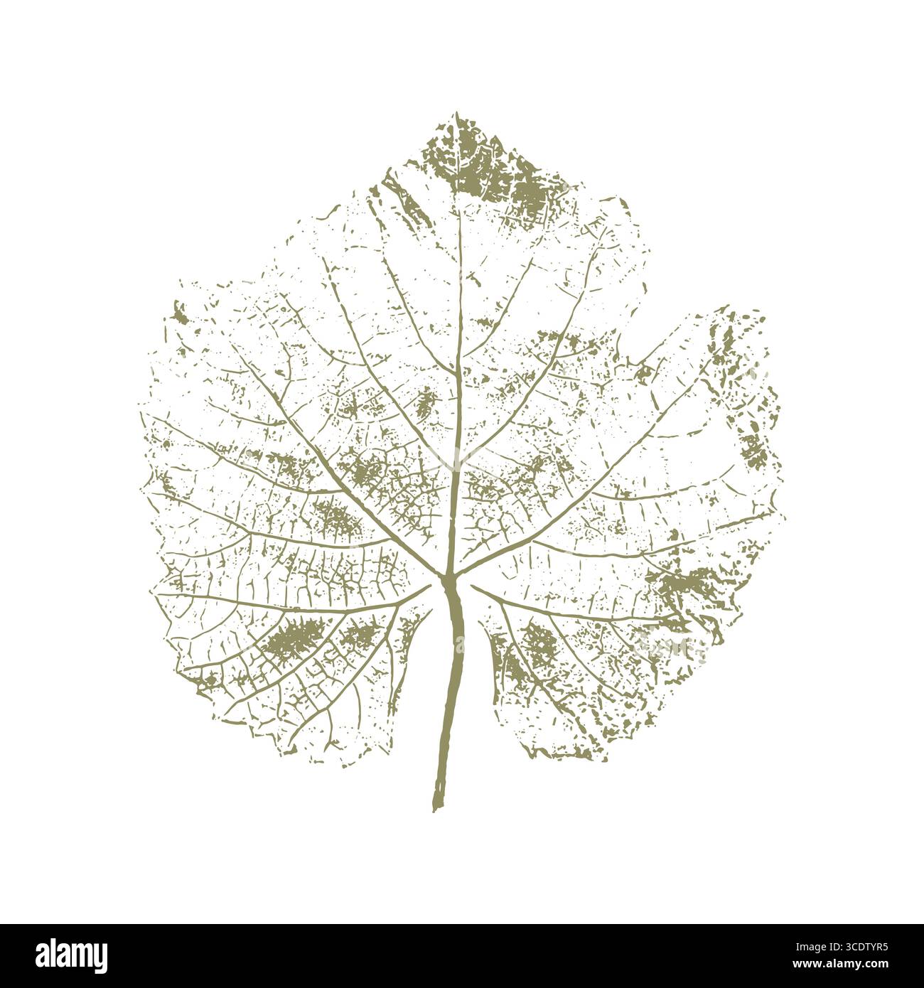 Empreinte de feuille de raisin, timbre botanique sur fond blanc. Design d'élément vintage. Illustration vectorielle Illustration de Vecteur