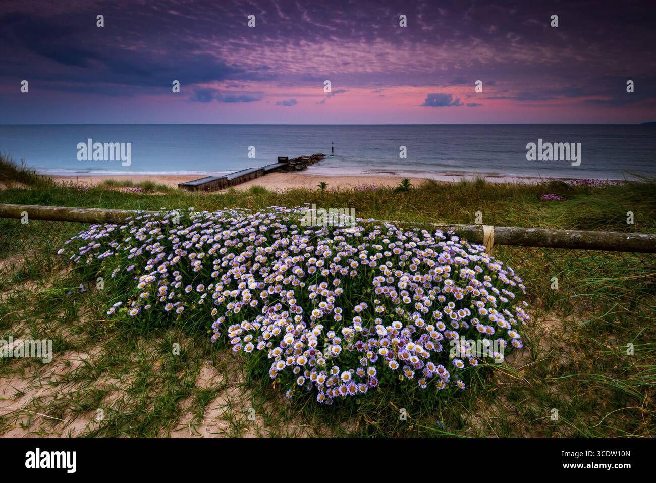 Eaux calmes à Southbourne plage illuminée par le soleil couchant au coucher du soleil avec un lit de Marguerites Michaelmas Banque D'Images