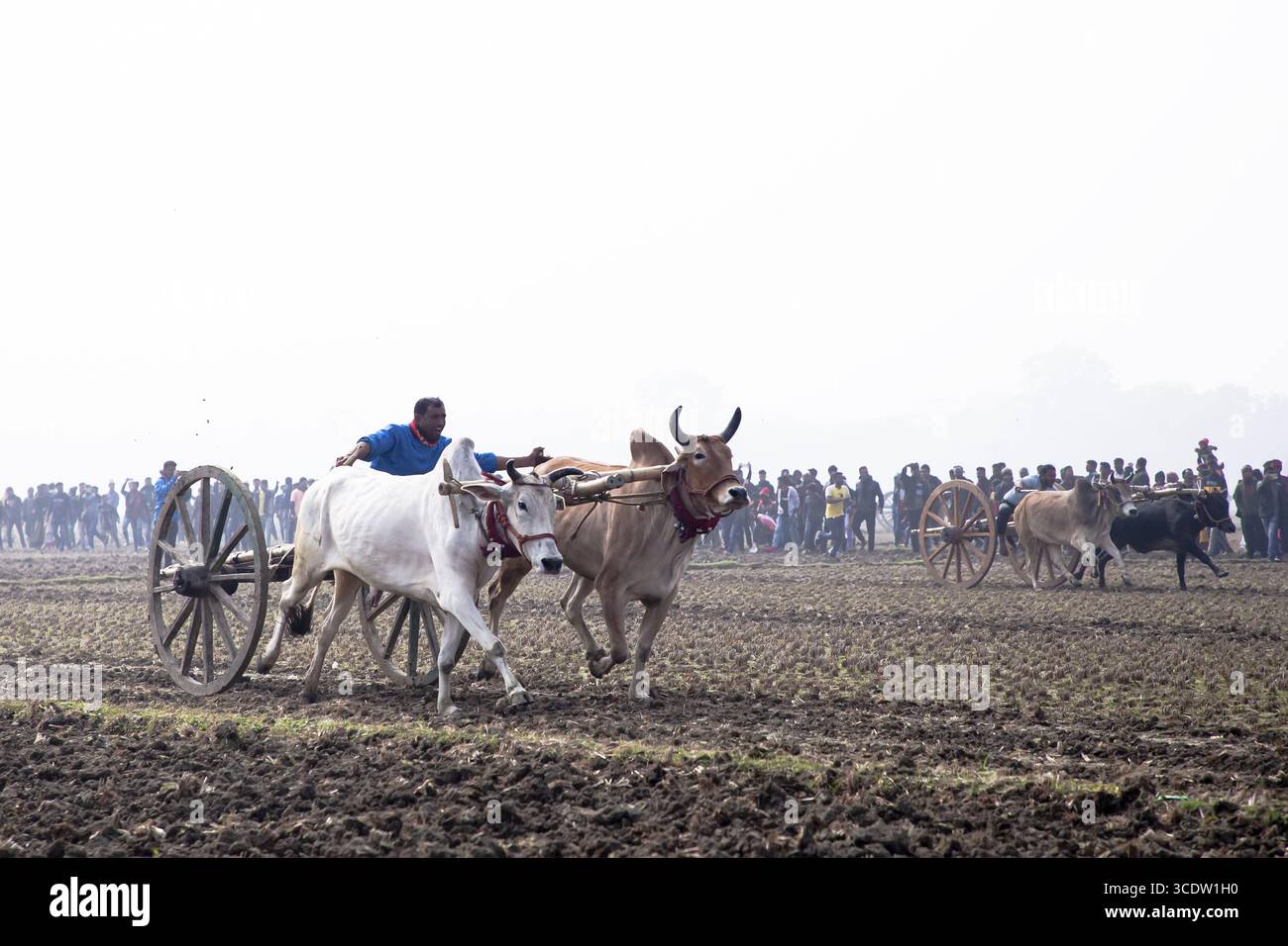 Jhenaidah, Bangladesh - 20 janvier 2024 : vue d'une course traditionnelle de chars à taureaux se déroule à travers les vastes champs labourés, les animaux jetant la poussière sous un ciel brumeux. Banque D'Images