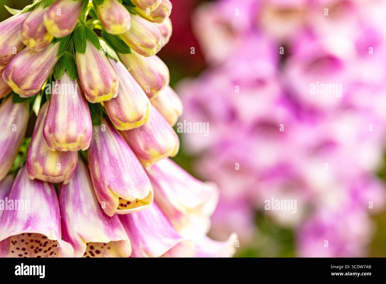 Naturel gros plan (mise au point restreinte) Portrait de plante à fleurs de Digitalis fleurit avec un peu d'espace négatif. Équilibre, caractère, composition, séduisant Banque D'Images