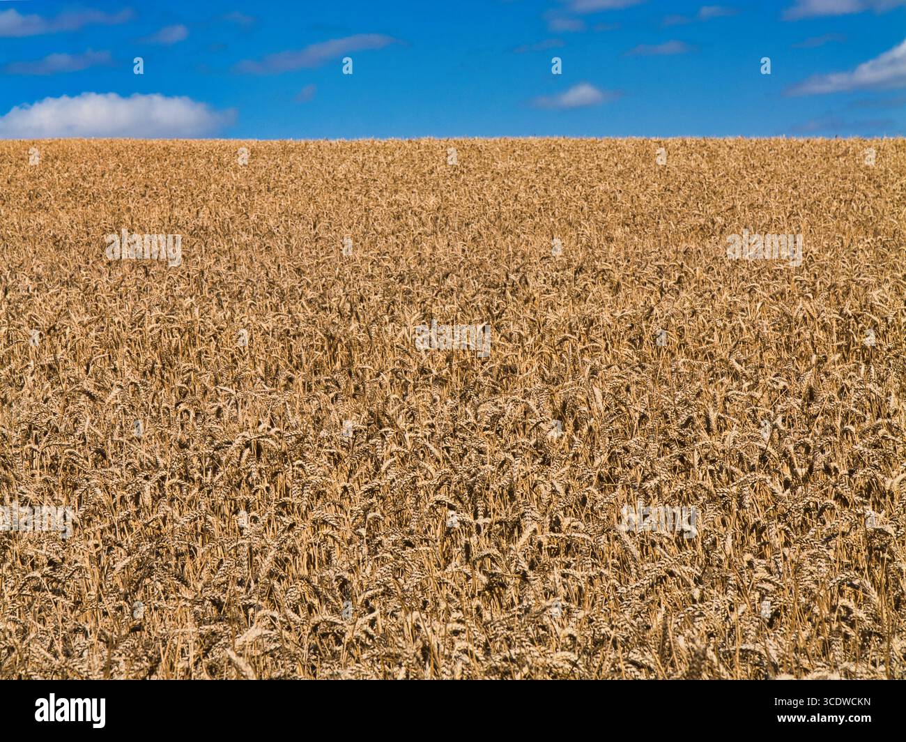Du blé doré mûr remplit un champ vallonné sous un ciel bleu vif dans le paysage national des collines du Shropshire, Shropshire, Royaume-Uni, capturé par une journée d'été ensoleillée. Banque D'Images