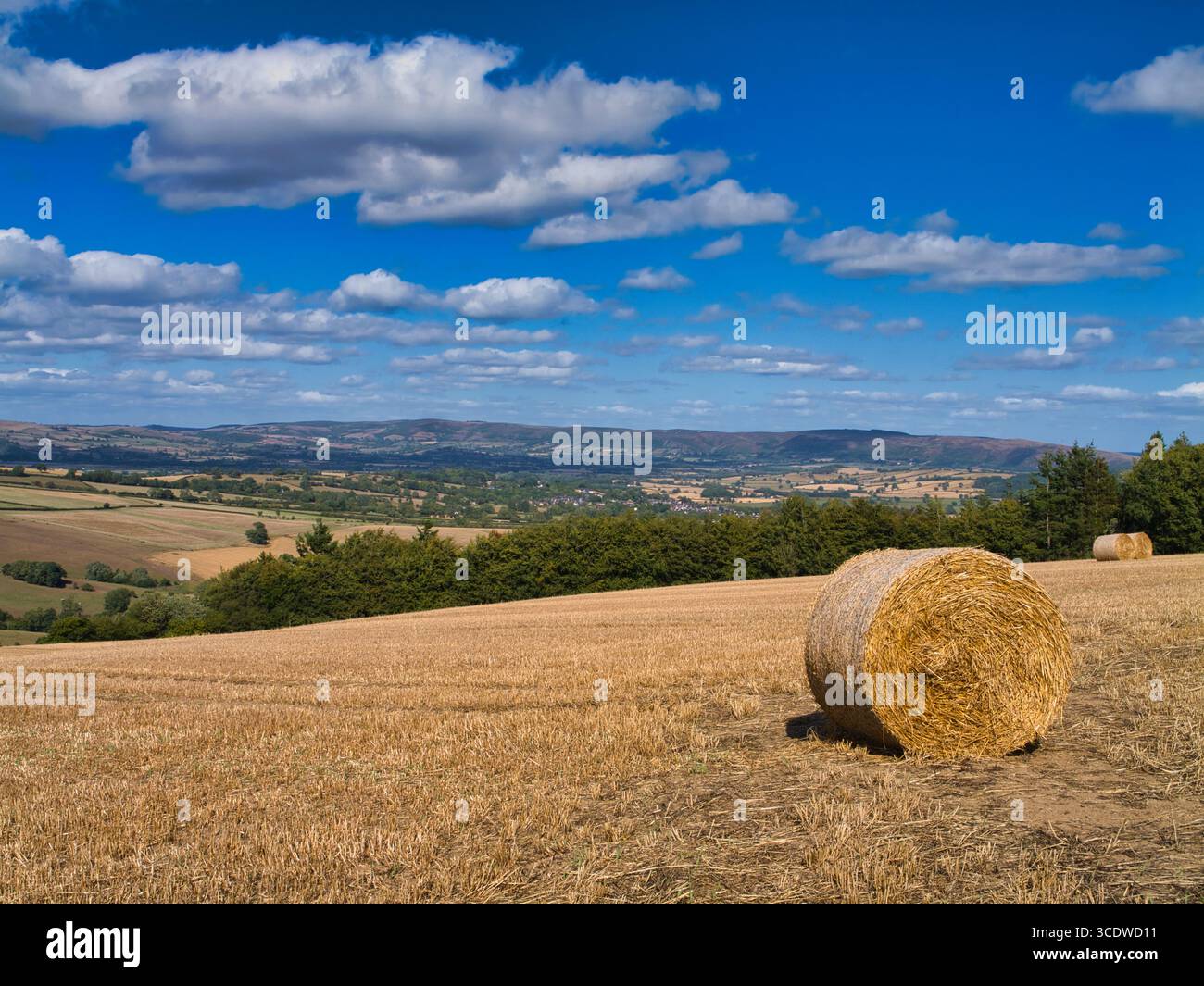 Des balles de paille dorée parsèment un champ récolté sous un ciel bleu vif, avec des collines ondulantes en patchwork au-delà dans le Shropshire, au Royaume-Uni ; une scène rurale fraîche, fin d'été Banque D'Images