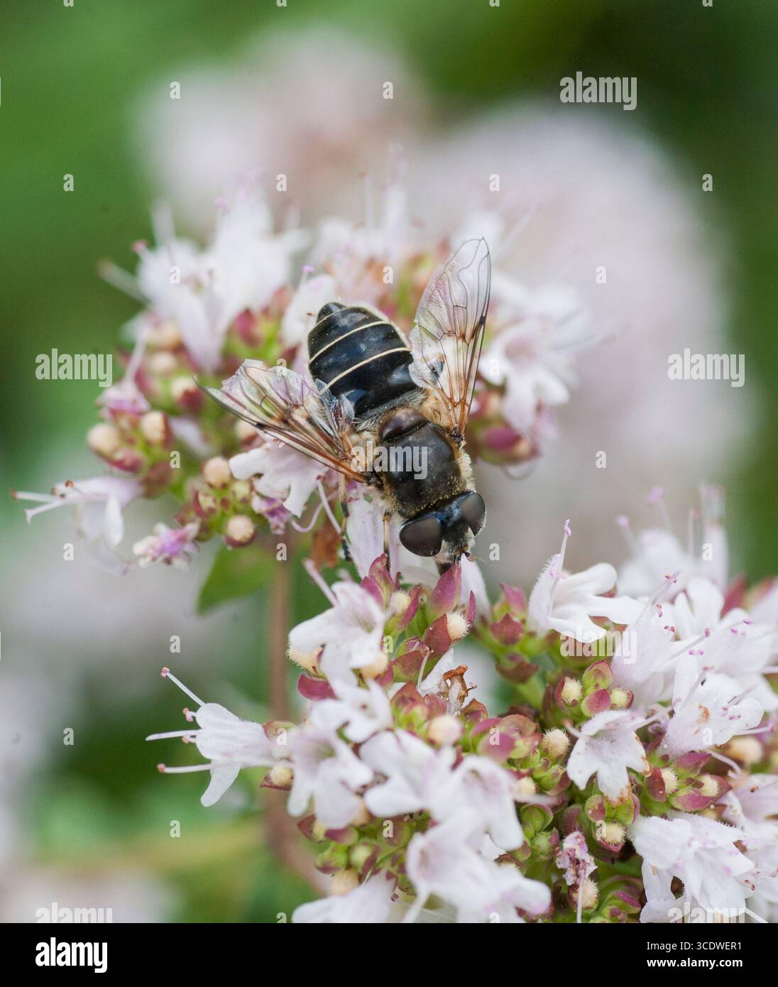 Slamfluga Eristalis rupium mouche de drone à ailettes ponctuelles vierge Banque D'Images