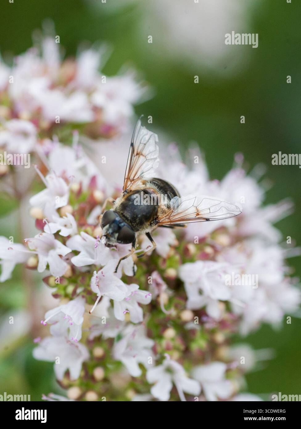 Slamfluga Eristalis rupium mouche de drone à ailettes ponctuelles vierge Banque D'Images