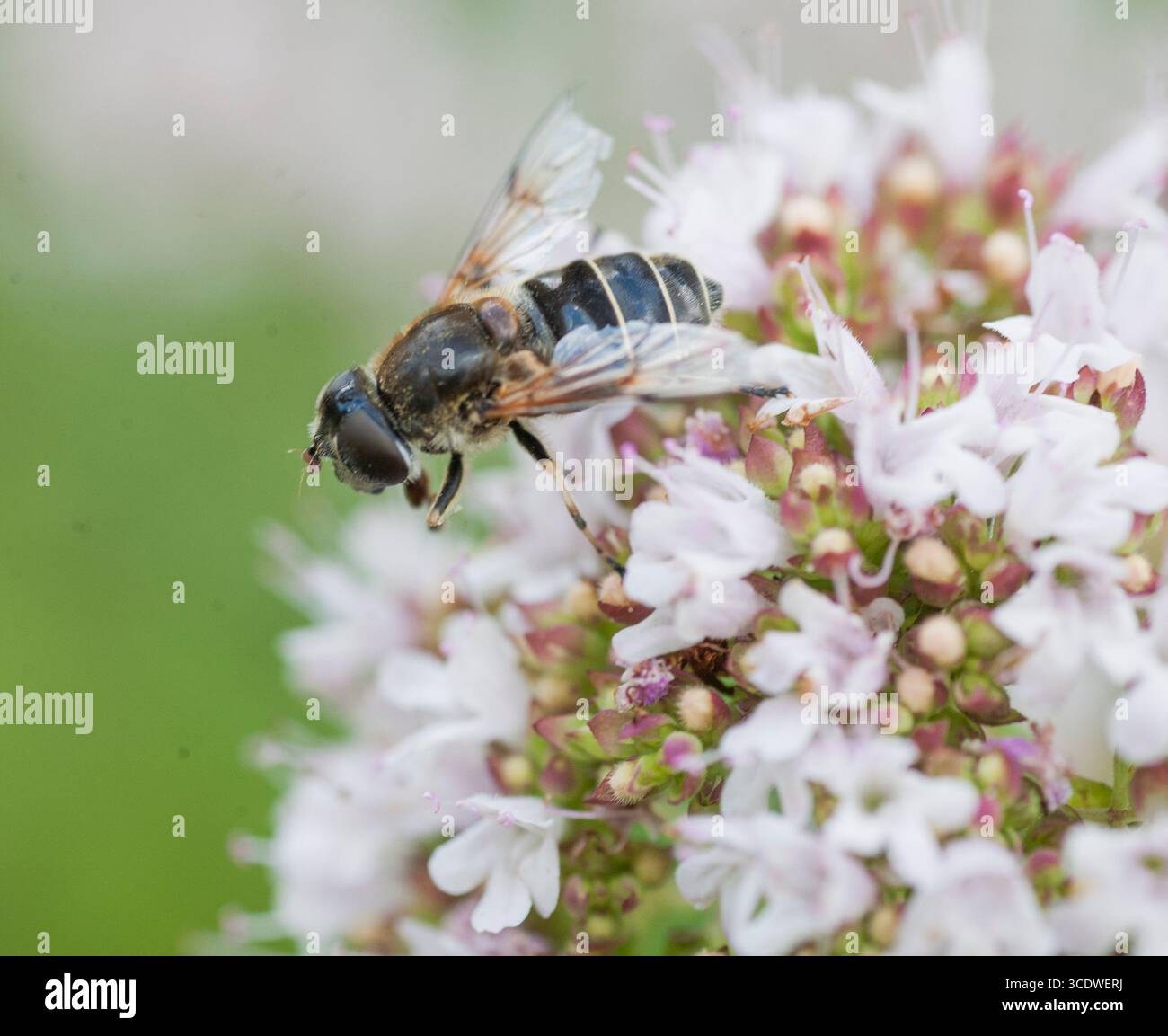 Slamfluga Eristalis rupium mouche de drone à ailettes ponctuelles vierge Banque D'Images
