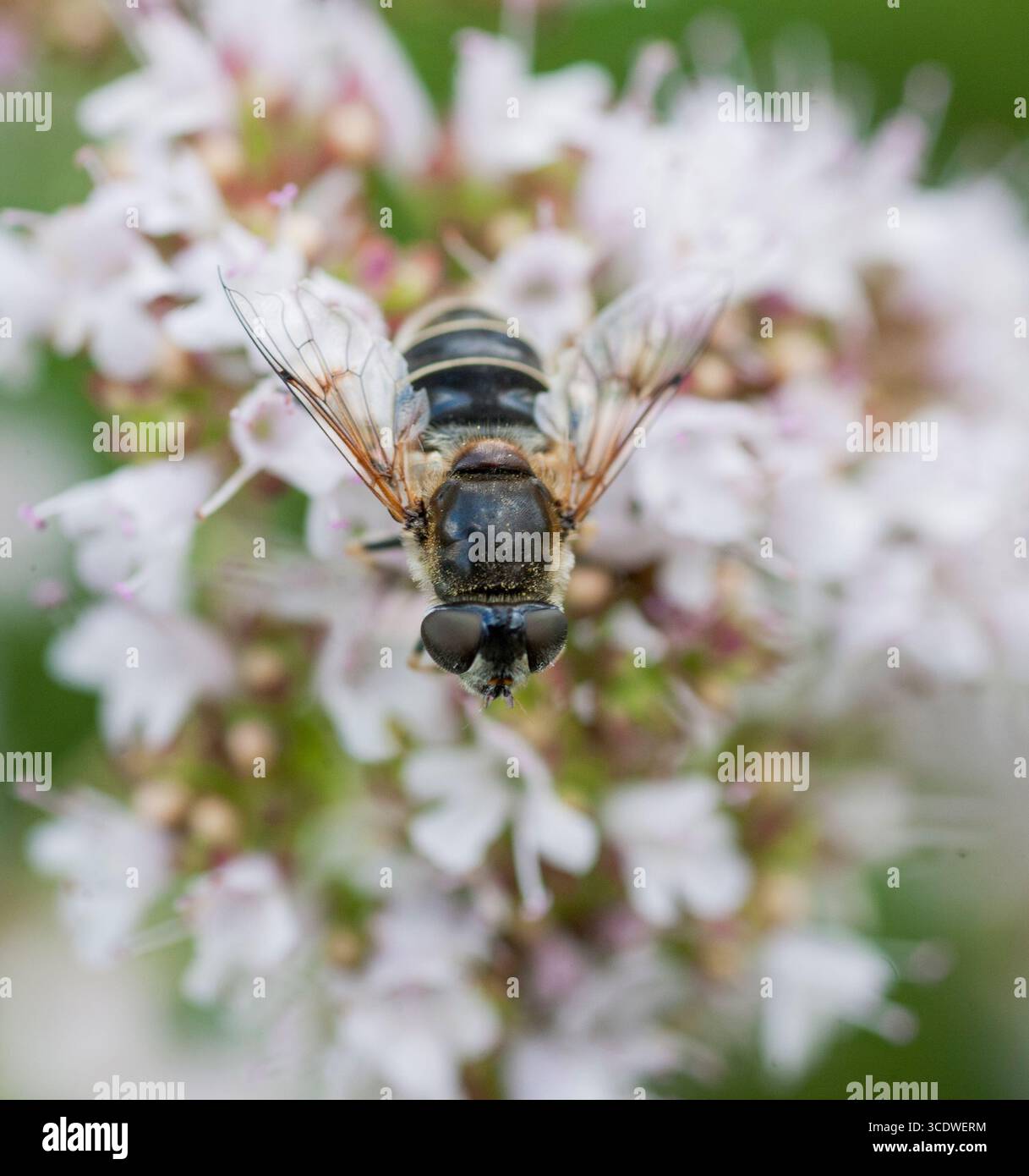 Slamfluga Eristalis rupium mouche de drone à ailettes ponctuelles vierge Banque D'Images