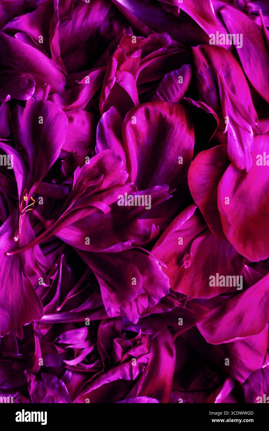 Fond vertical doux avec des pétales de pivoine superposés. Idéal pour la marque de spa, les histoires Instagram, l'emballage écologique ou le décor sur le thème de l'amour. Banque D'Images