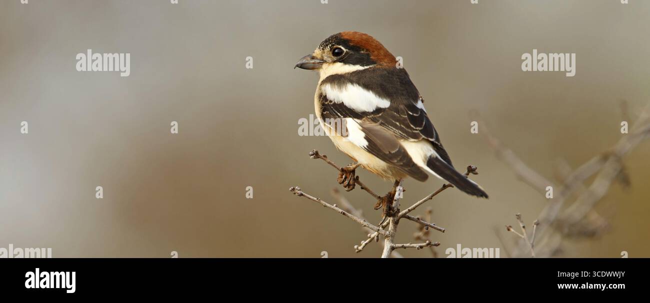 Shrike à tête rouge, Shrike Woodchat, sénateur Lanius, Pie-grieche a TETE rousse, Alcaudon Comun, Nemrut Dagi, Karadut, Adyaman, Turquie Banque D'Images