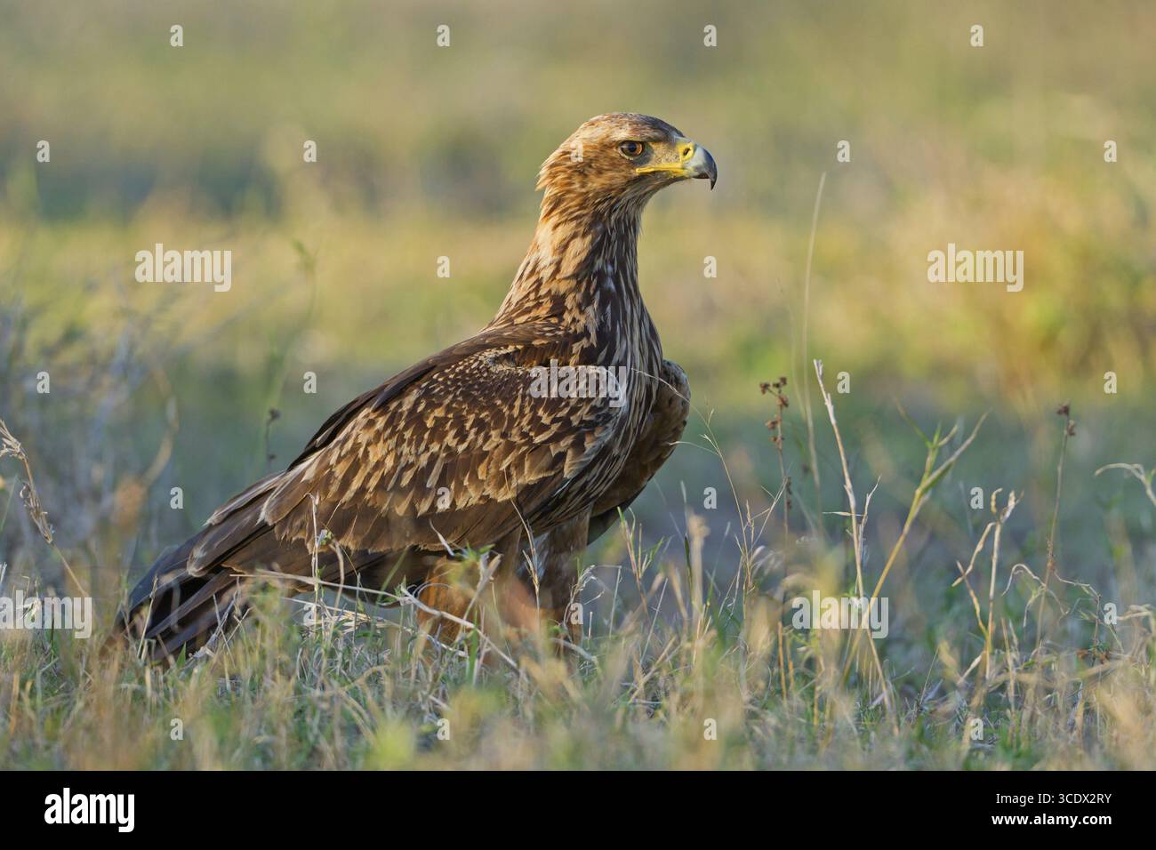 Savannah Eagle, Tawny Eagle, Aquila rapax, Aigle ravisseur, Aguila Rapaz, parc Hluhluwe-Umfolozi, camp de Mpila, Afrique du Sud Banque D'Images