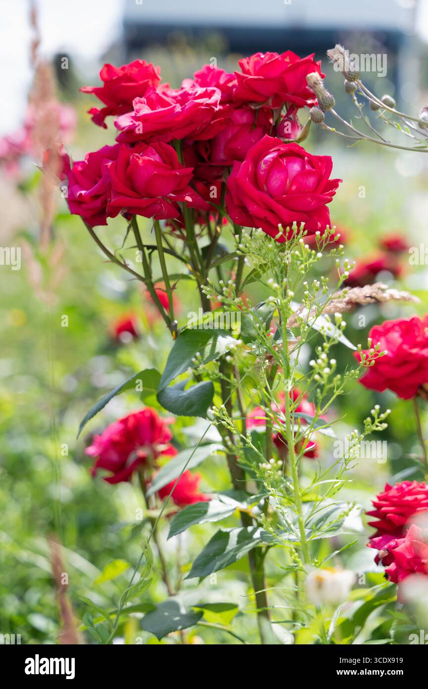 Une vue imprenable en gros plan de roses rouges vives fleurissant dans un champ vert luxuriant sous la lumière chaude du soleil Banque D'Images
