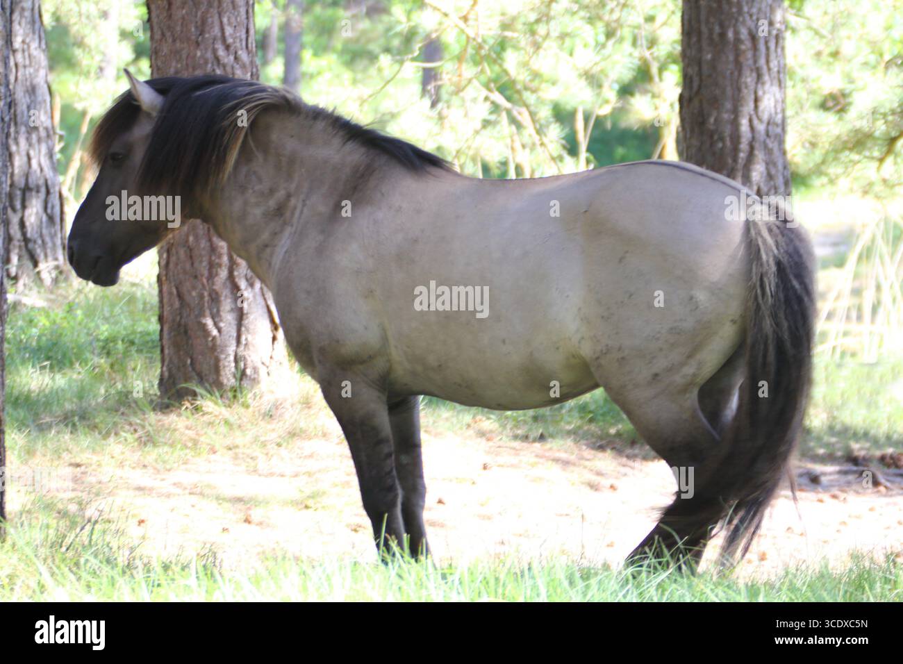 Le Konik (polonais : konik polski ou konik biłgorajski) ou cheval primitif polonais est un petit cheval semi-sauvage originaire de Pologne Banque D'Images