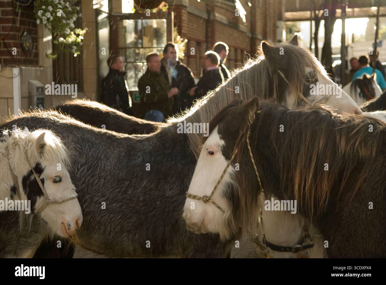 Chevaux COB à vendre, attendez dans le froid de novembre. Les concessionnaires à l'extérieur de Flanagan Arms, un pub irlandais de Battersea discutent des affaires. Il s'agit de la vente de la journée Back End Day des concessionnaires London Cob Horse. Ces chevaux non vendus, beaucoup finiront en France aux boucheries chevalines, boucheries traditionnelles de viande de cheval. C'est le dernier jour de négociation de l'année 7 novembre 2010. Battersea, South London, Angleterre 2010s UK HOMER SYKES. Banque D'Images