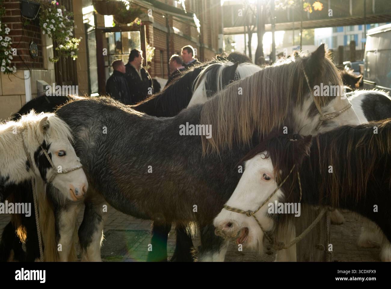 Chevaux COB à vendre, attendez dans le froid de novembre. Les concessionnaires à l'extérieur de Flanagan Arms, un pub irlandais de Battersea discutent des affaires. Il s'agit de la vente de la journée Back End Day des concessionnaires London Cob Horse. Ces chevaux non vendus, beaucoup finiront en France aux boucheries chevalines, boucheries traditionnelles de viande de cheval. C'est le dernier jour de négociation de l'année 7 novembre 2010. Battersea, South London, Angleterre 2010s UK HOMER SYKES. Banque D'Images