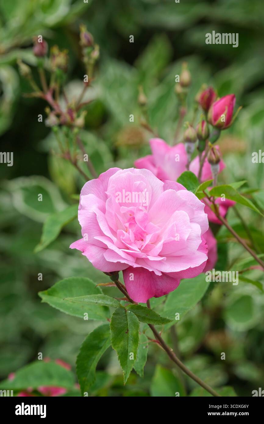 Rosa × odorata pallida, tea rose pallida, Rosa chinensis Old Blush, double fleur rose pâle Banque D'Images