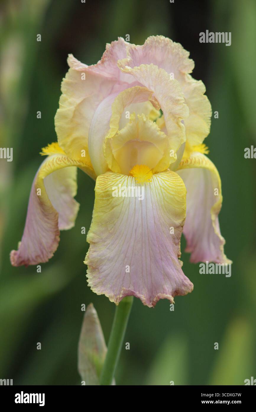 Iris Chantilly. Élégantes fleurs rose pâle du grand iris barbu 'Chantilly' affichant une barbe jaune caractéristique. ROYAUME-UNI Banque D'Images