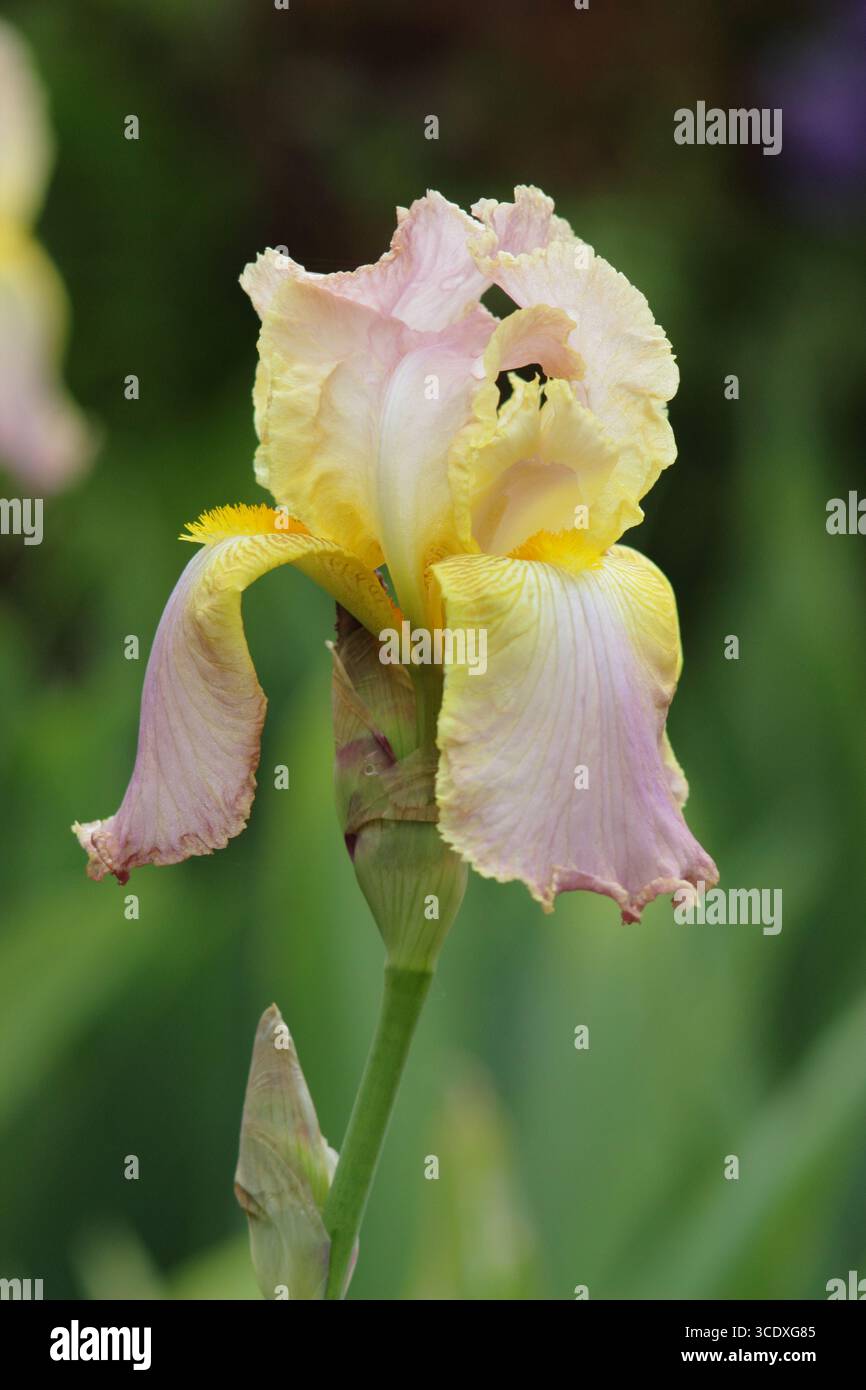 Iris Chantilly. Élégantes fleurs rose pâle du grand iris barbu 'Chantilly' affichant une barbe jaune caractéristique. ROYAUME-UNI Banque D'Images