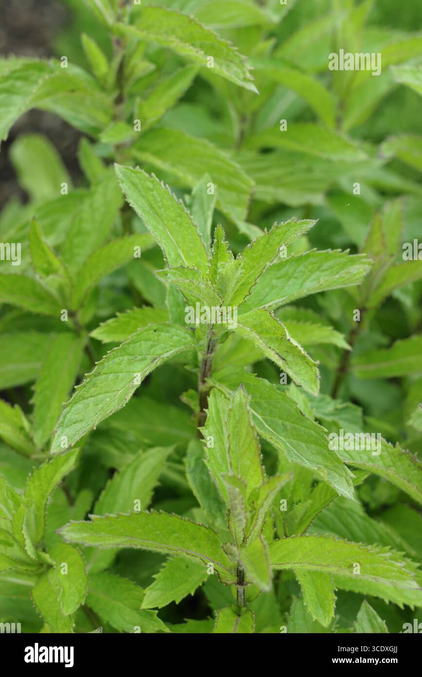 Plante de menthe verte. Croissance au début de l'été de menthe menthe de Spearmint Mentha Spicata , également appelée menthe de jardin et menthe commune. ROYAUME-UNI Banque D'Images