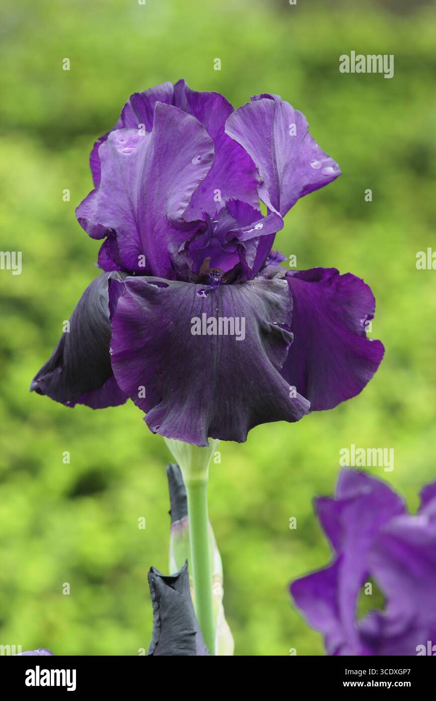 Iris Draco. Fleurs violettes foncées de grand iris barbu 'Draco' au début de l'été. ROYAUME-UNI Banque D'Images
