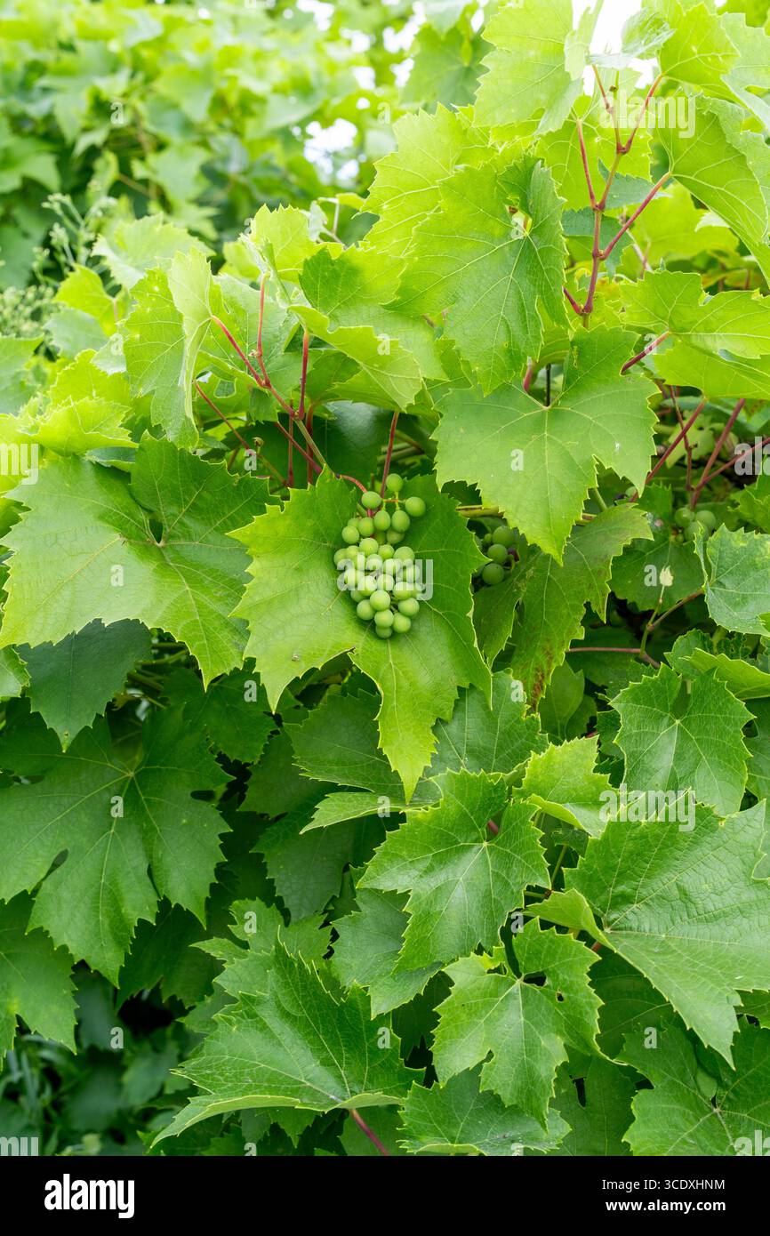 Raisins immatures se formant sur un plant de vigne Banque D'Images