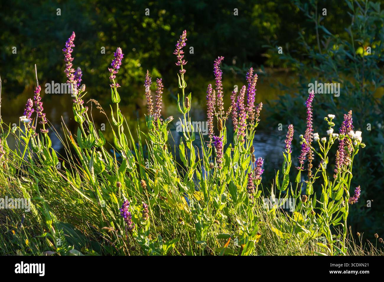 Salvia nemorosa, sauge forestière, belle couleur vive, fleurs bleu violet en fleurs, muscadine fleurs ornementales dans le jardin. Banque D'Images