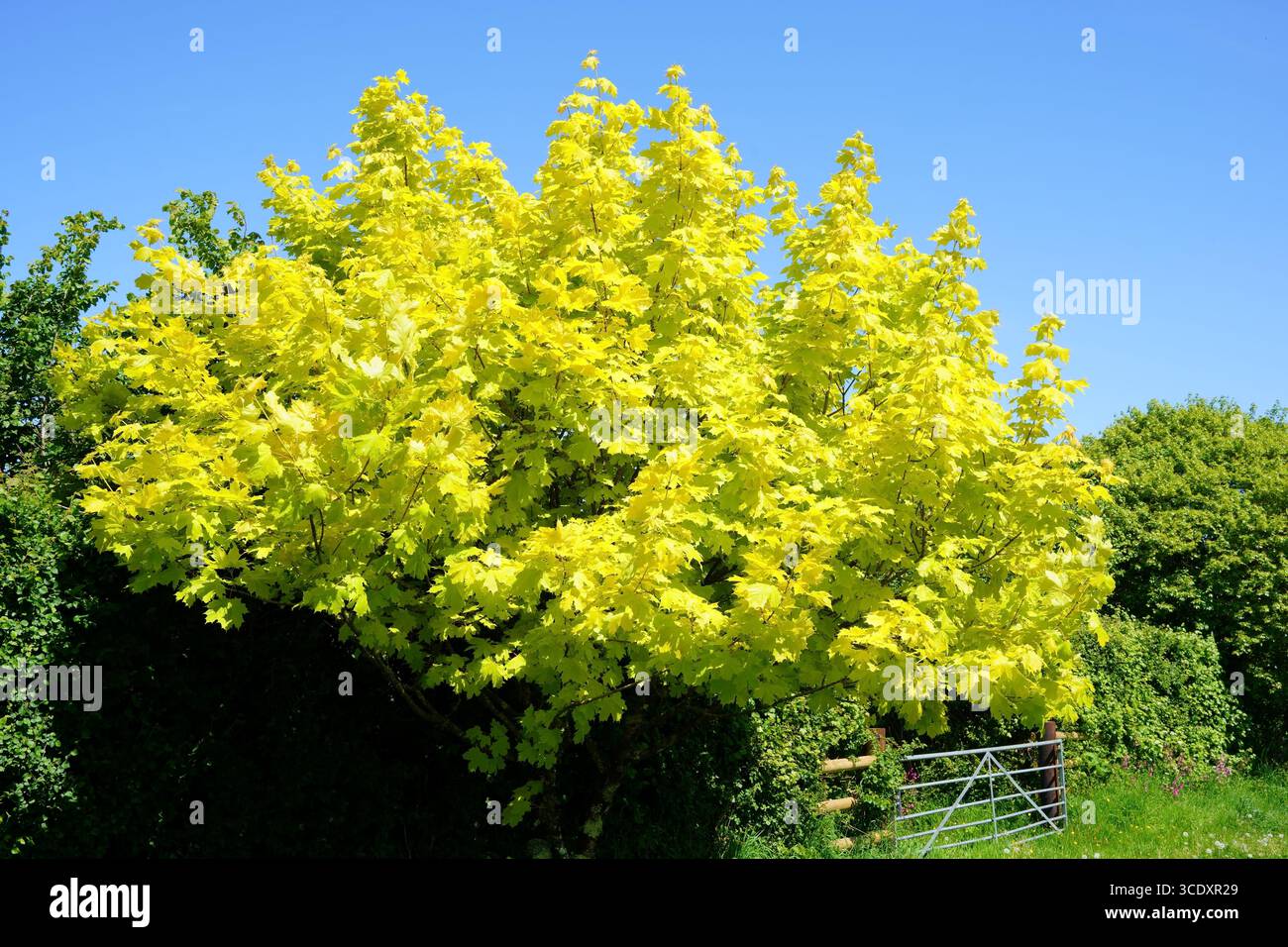 Acer pseudoplatanus cultivar Worley en mai, Royaume-Uni Banque D'Images