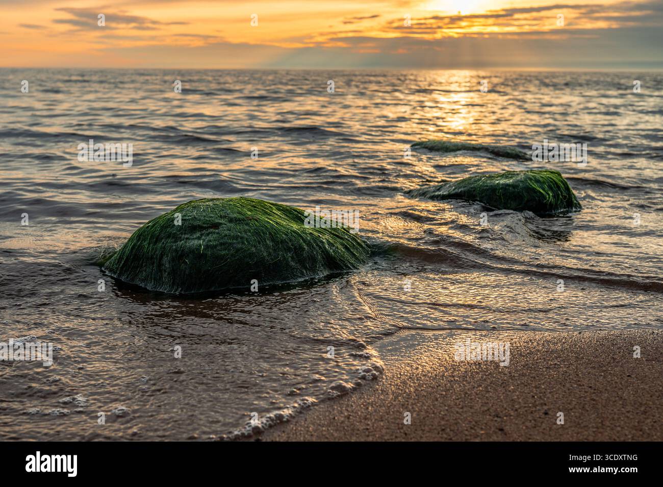 Un gros plan de roches vertes recouvertes d'algues sur une plage de sable, avec de petites vagues de la mer Baltique qui les recouvrent. Banque D'Images
