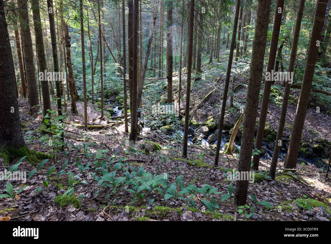 Forêt décidique tempérée Banque D'Images Forêt décidique tempérée Banque D'Images