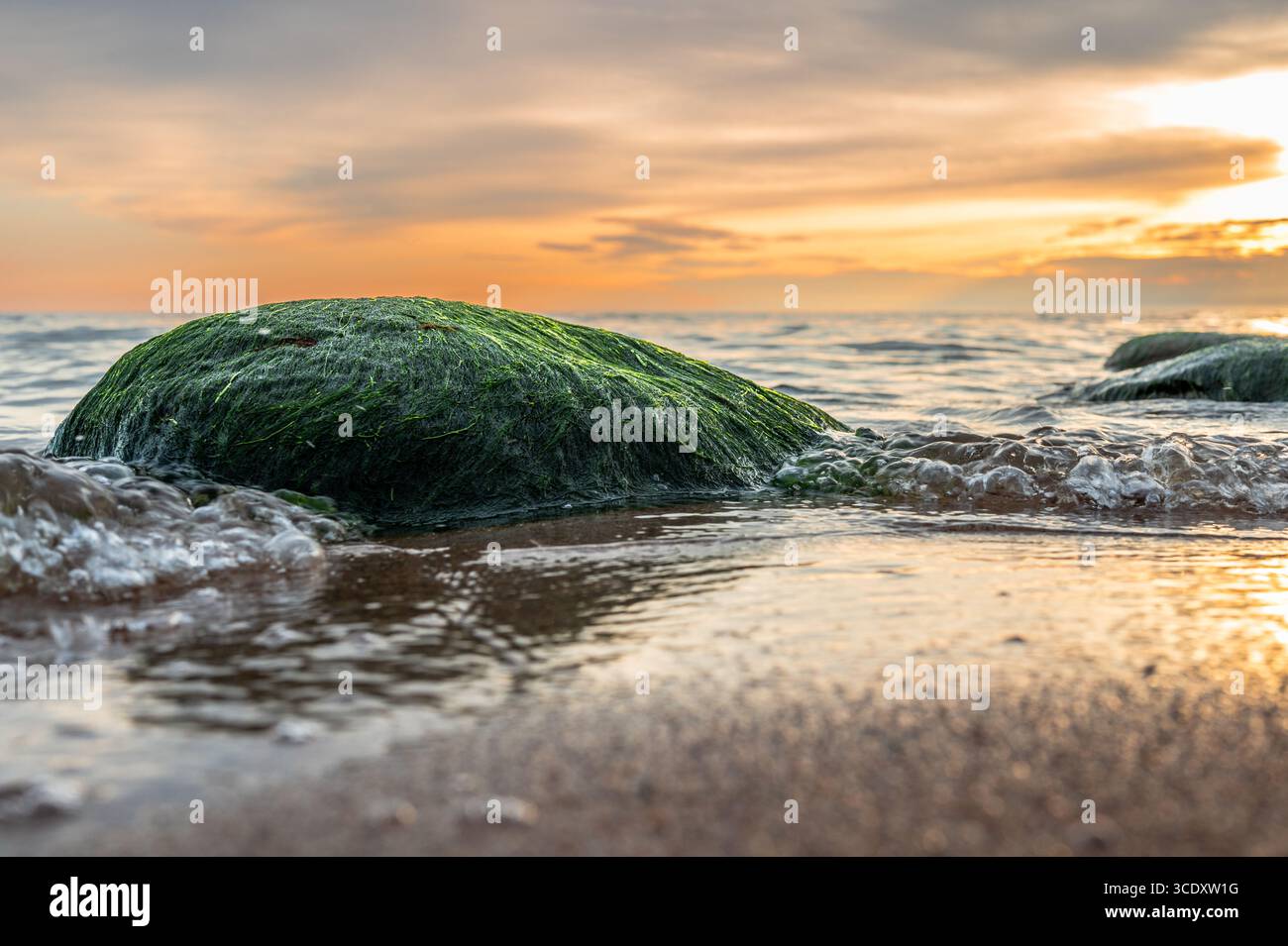 Un gros plan de roches vertes recouvertes d'algues sur une plage de sable, avec de petites vagues de la mer Baltique qui les recouvrent. Banque D'Images