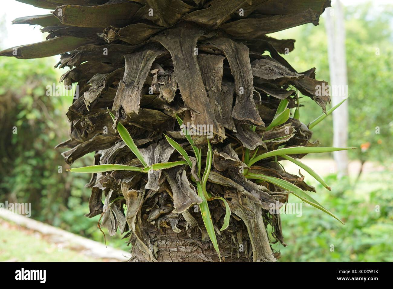 Un jardin tropical luxuriant présente trois plantes épaisses ressemblant à des palmiers avec de longues feuilles vertes rayonnant de leurs troncs, probablement des espèces Dracaena ou Yucca. Th Banque D'Images