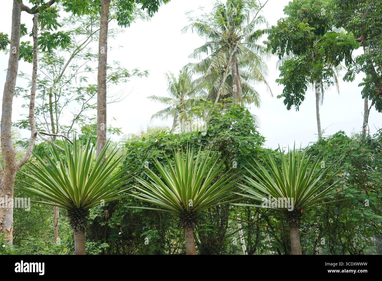Un jardin tropical luxuriant présente trois plantes épaisses ressemblant à des palmiers avec de longues feuilles vertes rayonnant de leurs troncs, probablement des espèces Dracaena ou Yucca. Th Banque D'Images