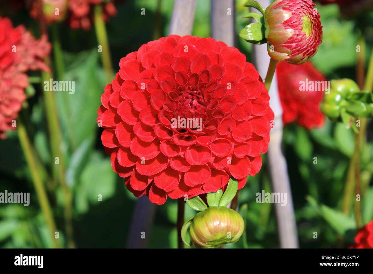 Fleur de Dahlia 'Nescio' Banque D'Images
