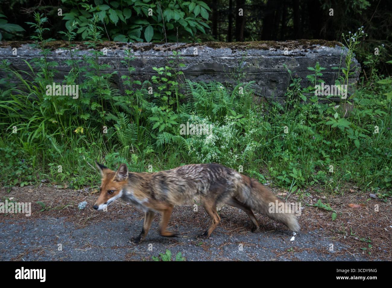 Fox sauvage en Roumanie Banque D'Images