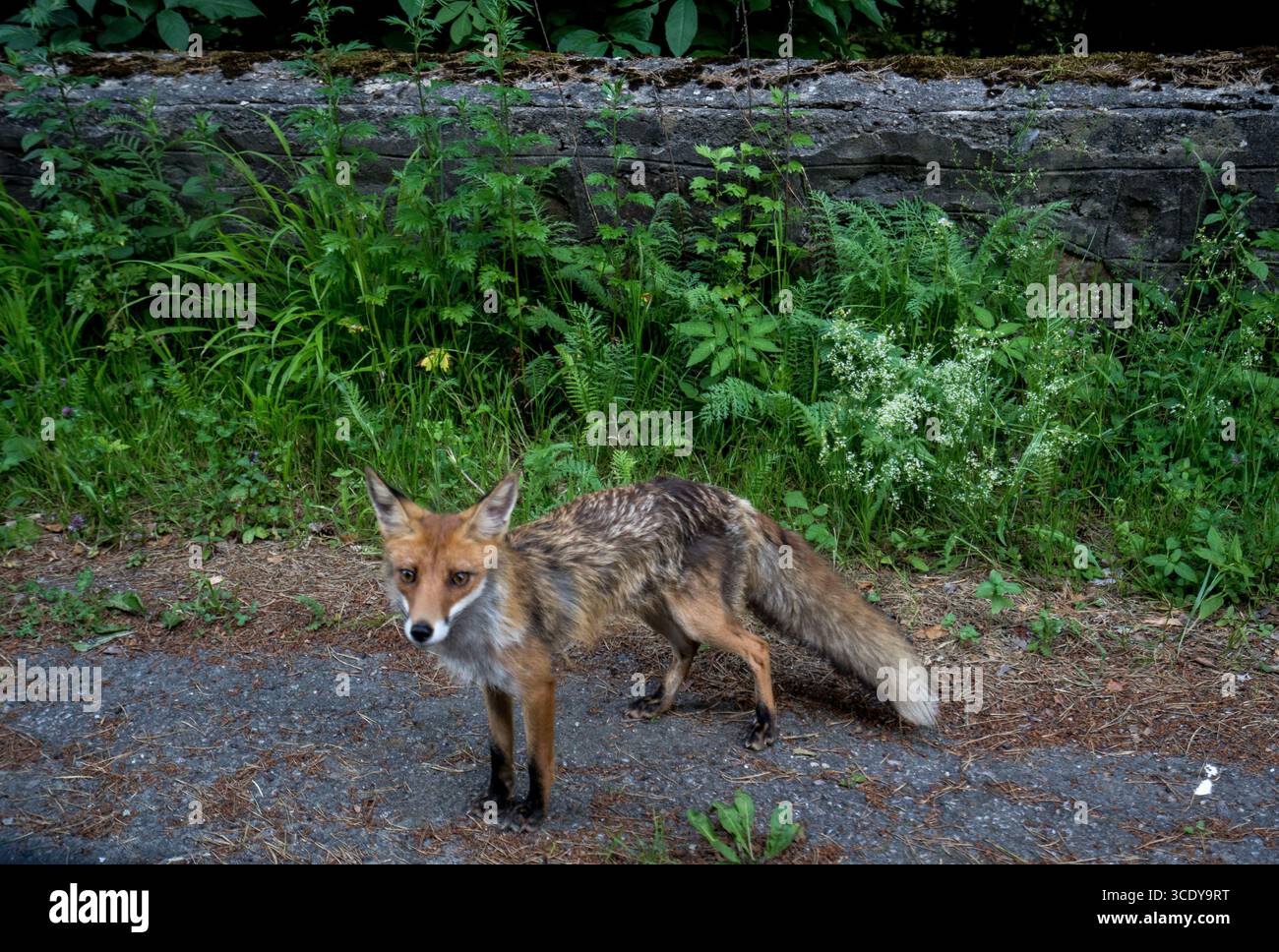 Fox sauvage en Roumanie Banque D'Images