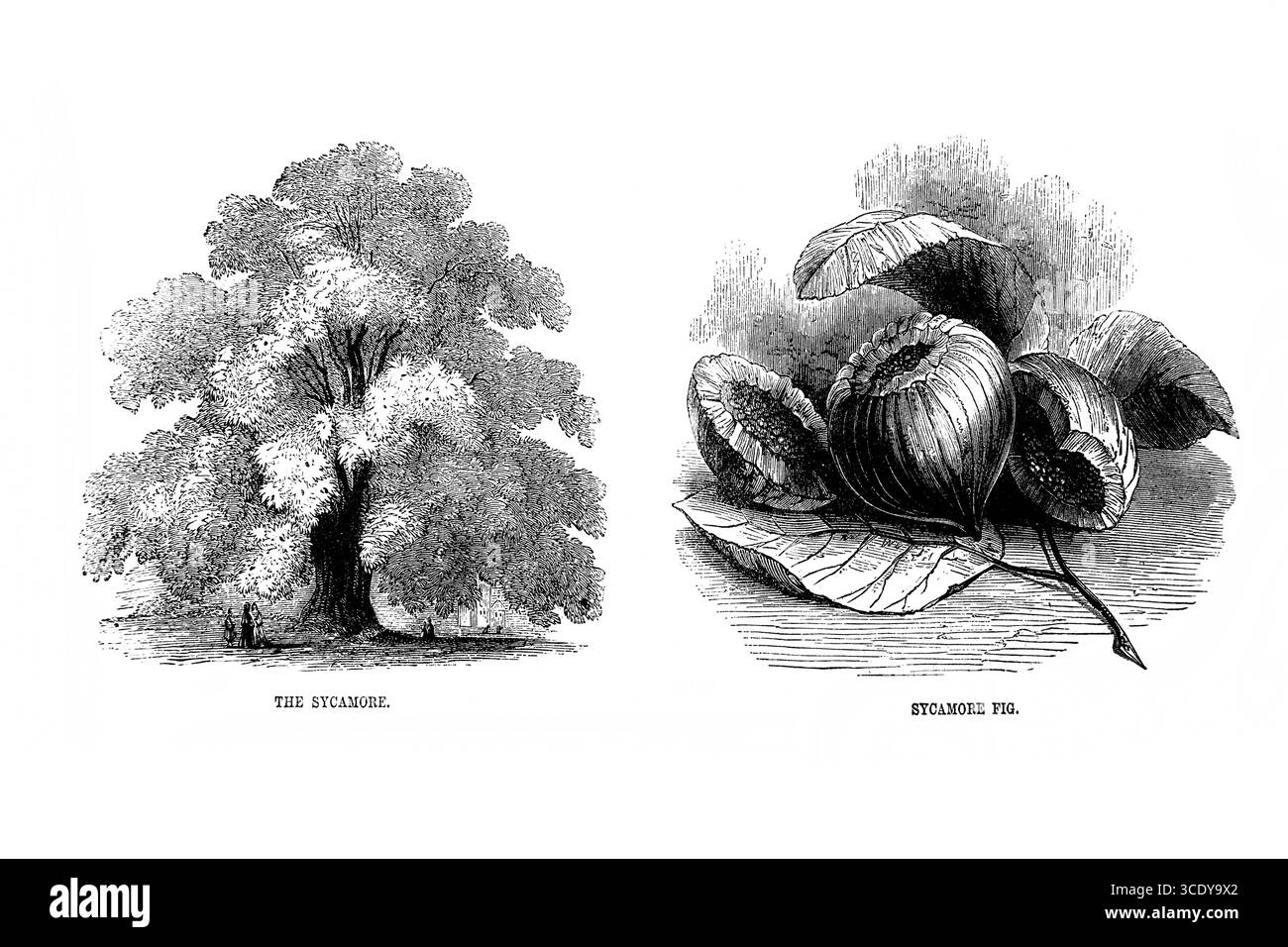 Illustration de l'arbre Sycamore et de la figue pendant les temps bibliques de l'Antiquité 19ème siècle la Sainte Bible contenant l'ancien et le Nouveau Testament avec ex Banque D'Images