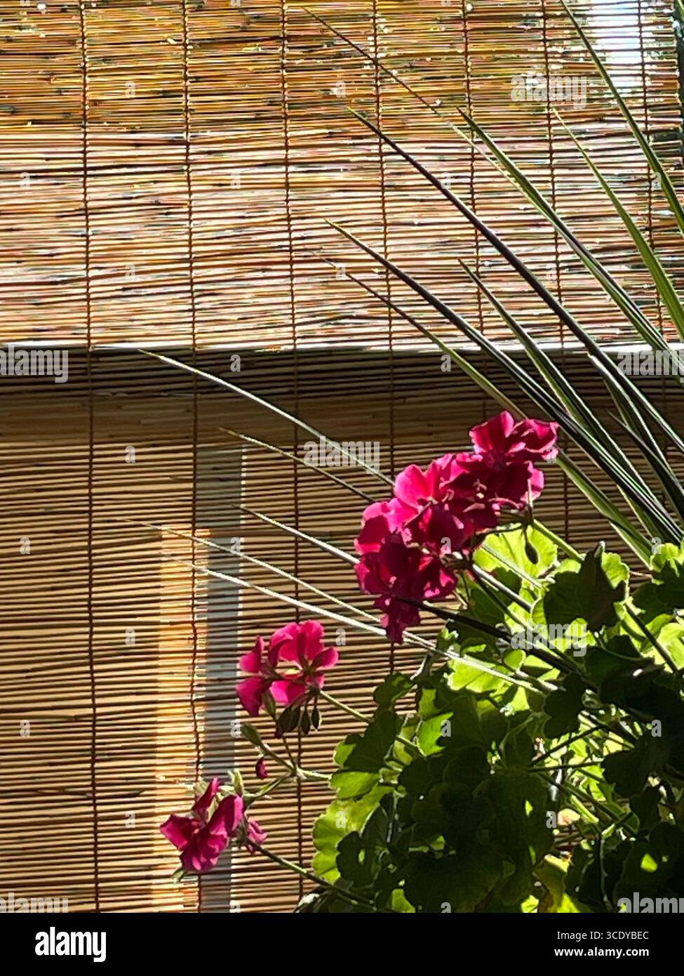 Gros plan de l'arrangement floral vibrant devant un abat-jour d'intimité rollup en bambou sur une terrasse résidentielle dans l'ouest des États-Unis, 2025 - Image de stock capturée avec un smartphone