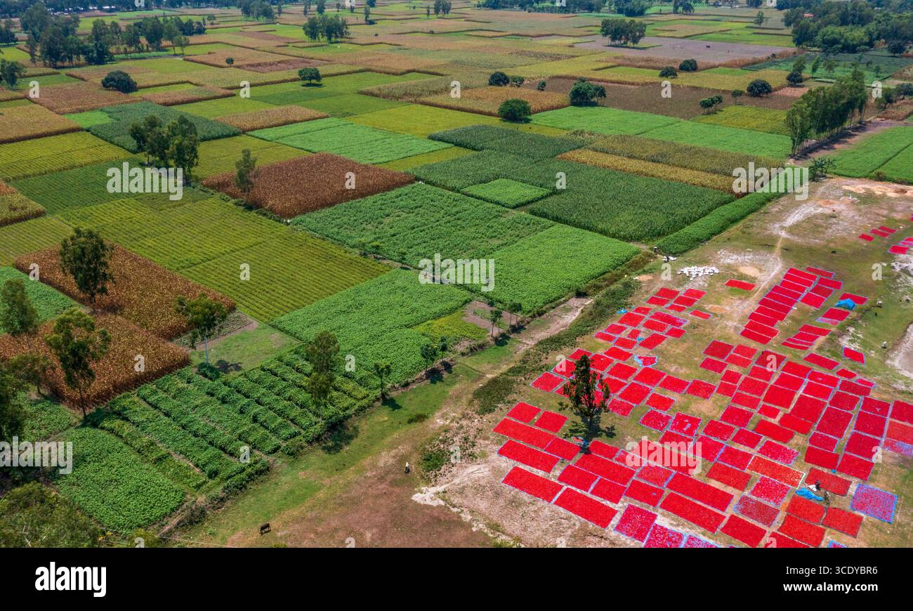 Piments rouges à sécher sous le soleil à panchagarh, Bangladesh. Banque D'Images