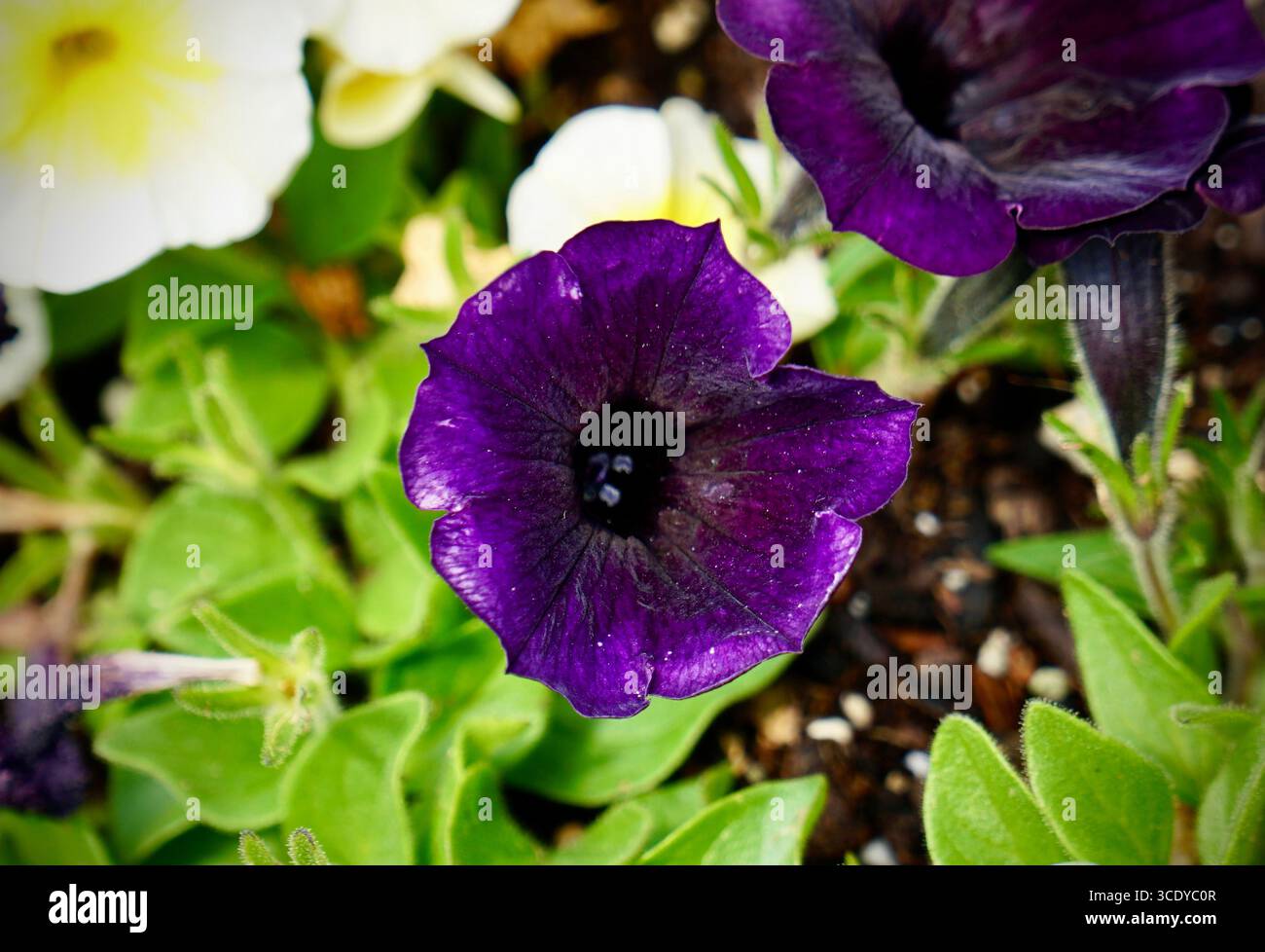 Pétunias vibrants illuminant la journée. Banque D'Images