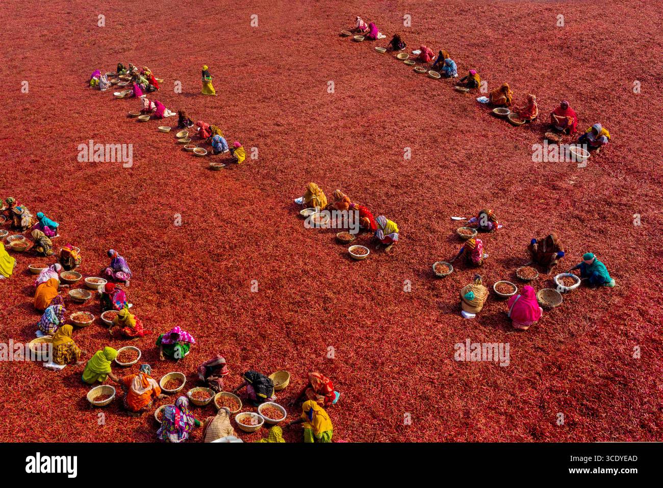 Piments rouges à sécher sous le soleil à panchagarh, Bangladesh. Banque D'Images