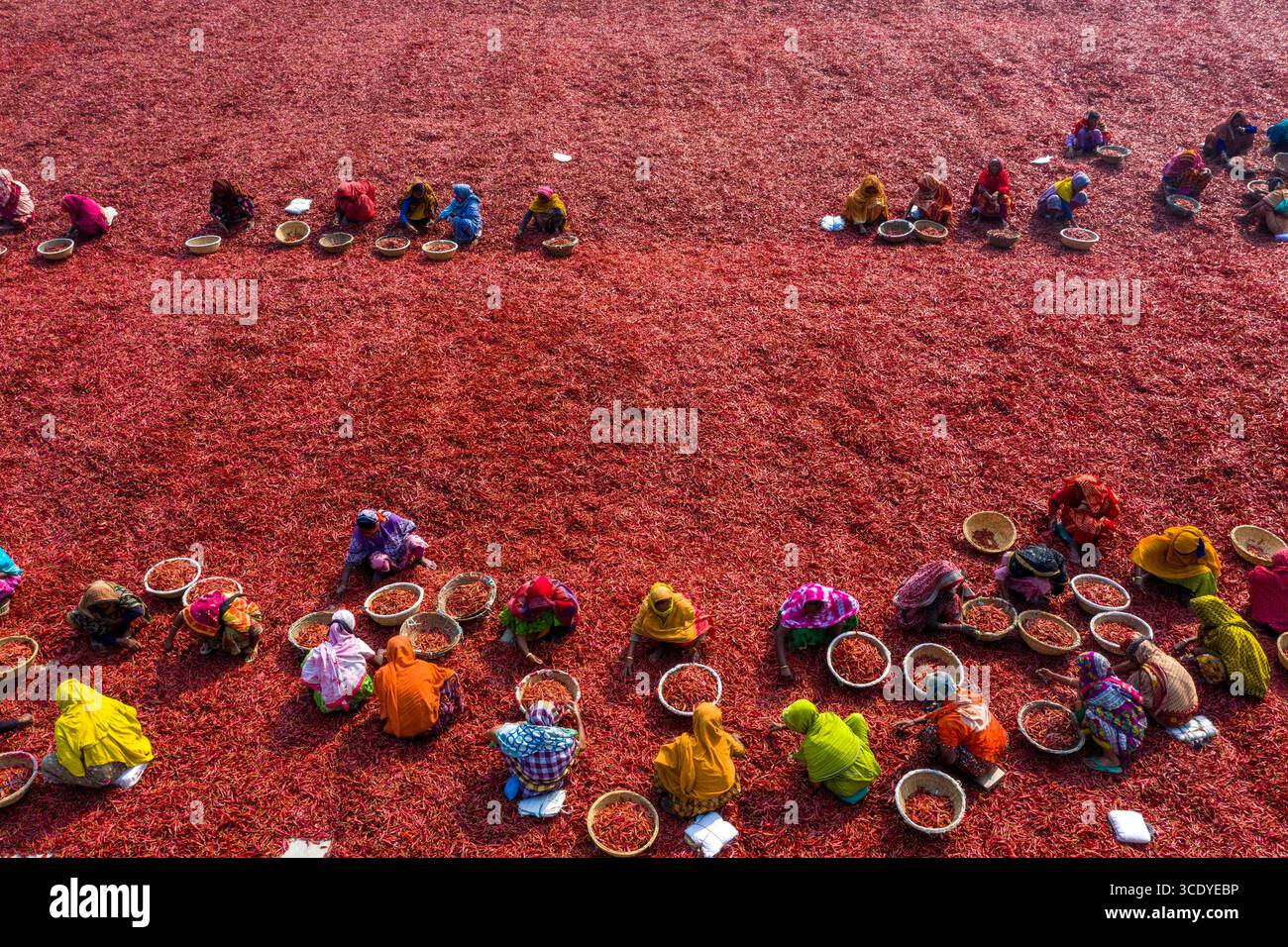 Piments rouges à sécher sous le soleil à panchagarh, Bangladesh. Banque D'Images