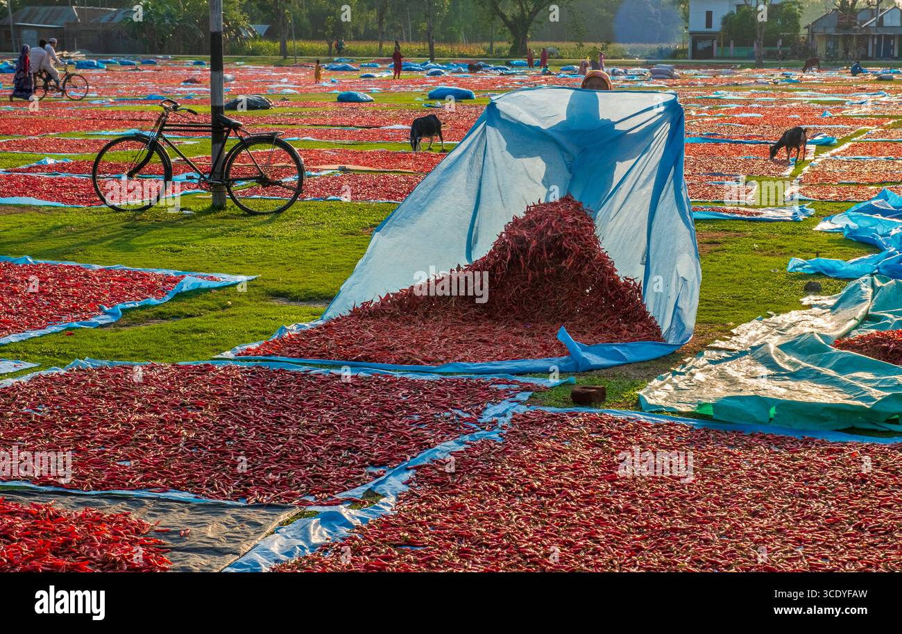 Piments rouges à sécher sous le soleil à panchagarh, Bangladesh. Banque D'Images