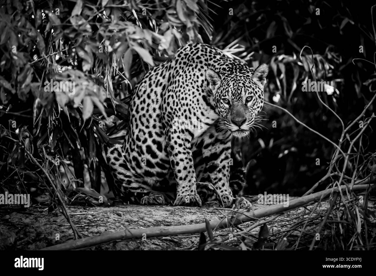 Jaguar (Panthera ONCA) dans le Pantanal brésilien Banque D'Images