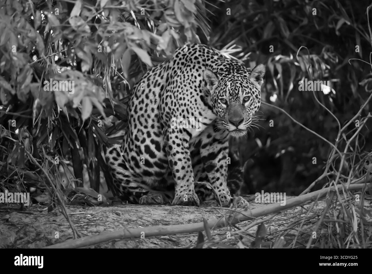 Jaguar (Panthera ONCA) dans le Pantanal brésilien Banque D'Images