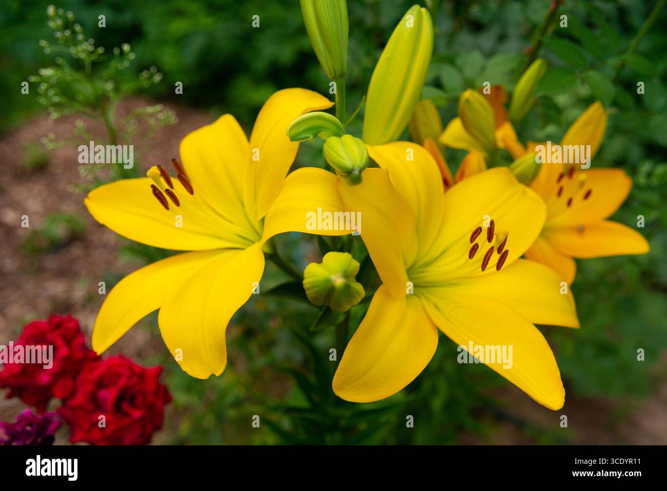 Les lis jaune vif fleurissent dans un jardin verdoyant, mettant en valeur leurs pétales vifs et leurs détails complexes. une célébration de la beauté vibrante de la nature Banque D'Images