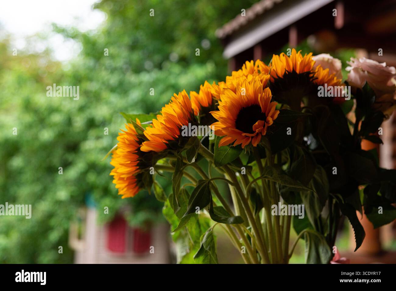 Un groupe de tournesols vibrants se dresse gracieusement dans un jardin extérieur. entouré de verdure luxuriante, cette image beauté et fraîcheur de l'été Banque D'Images