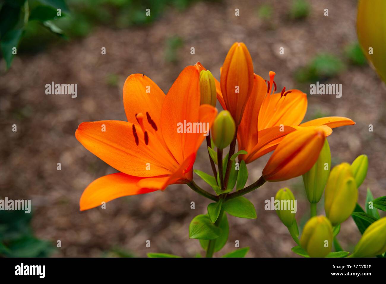 Les lis orange vif en pleine floraison mettent en valeur leurs pétales vifs et leurs tiges vertes luxuriantes. entourées de bourgeons frais et de paillis naturel, ces fleurs capturent Banque D'Images