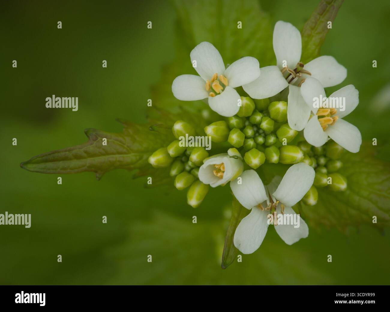 Gros plan de moutarde à l'ail, Alliaria petiolata, une plante envahissante non native dans le sous-étage de la forêt, mettant en évidence les feuilles et les fleurs blanches. Banque D'Images