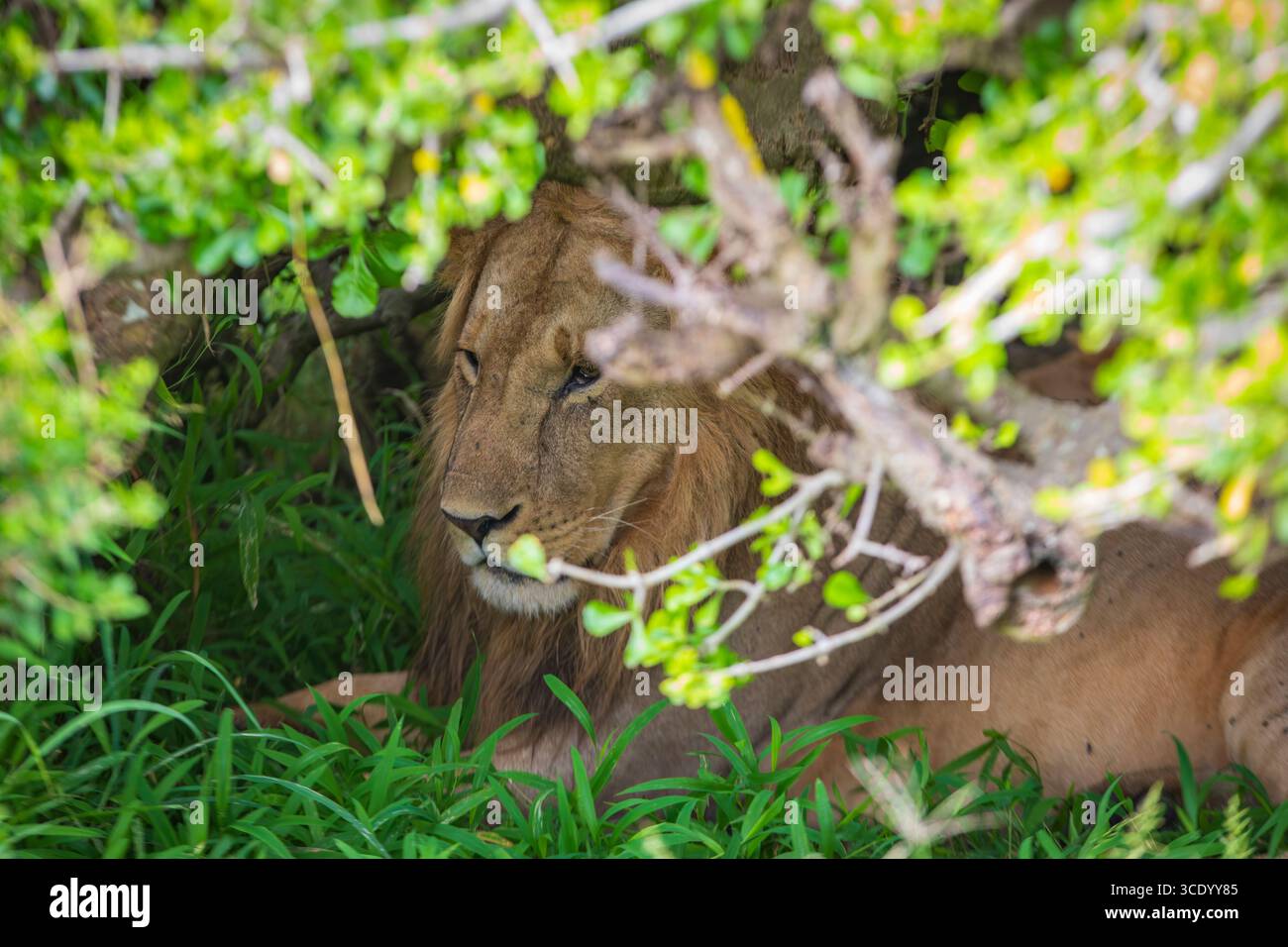 Un lion est assis et se cache sous le couvert et à l'ombre d'un arbre dans la savane de la réserve nationale de Masai Mara au Kenya, en Afrique. Banque D'Images